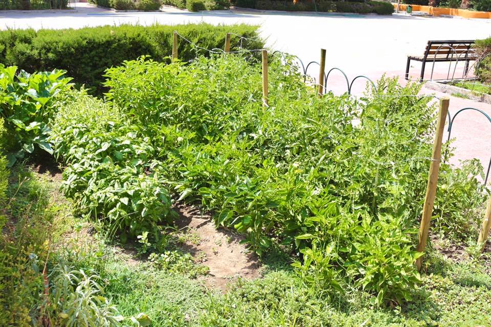 HUERTO ESCOLAR – 07 DE ENERO DE 2020